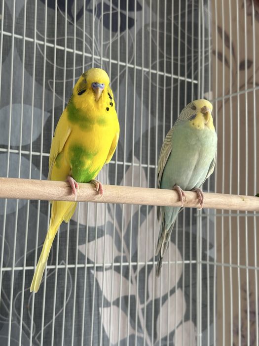 Пара волнистые попугаи