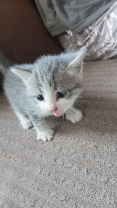 Отдам котёнка, девочка.