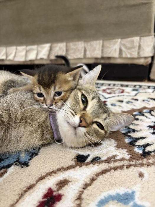 Котенок породы  Чаузи