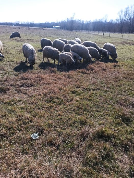 Oi și capre (breze și alpine)