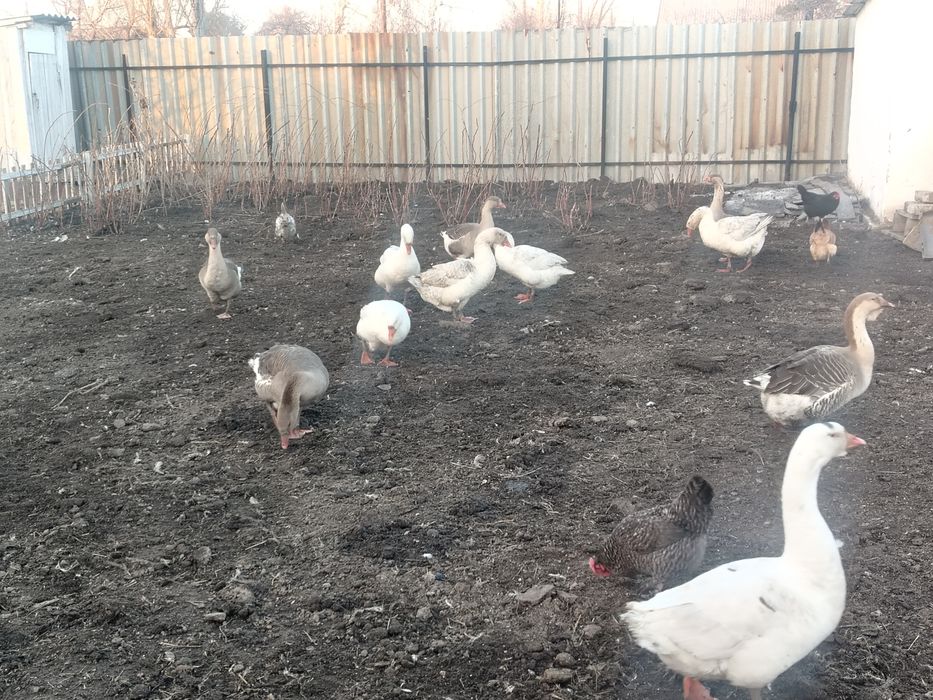 Продам гусинные яйца