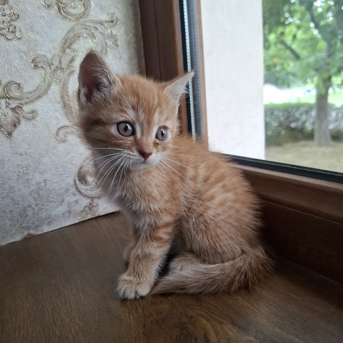 Mushukcha 1.5 oylik  uy mushugi