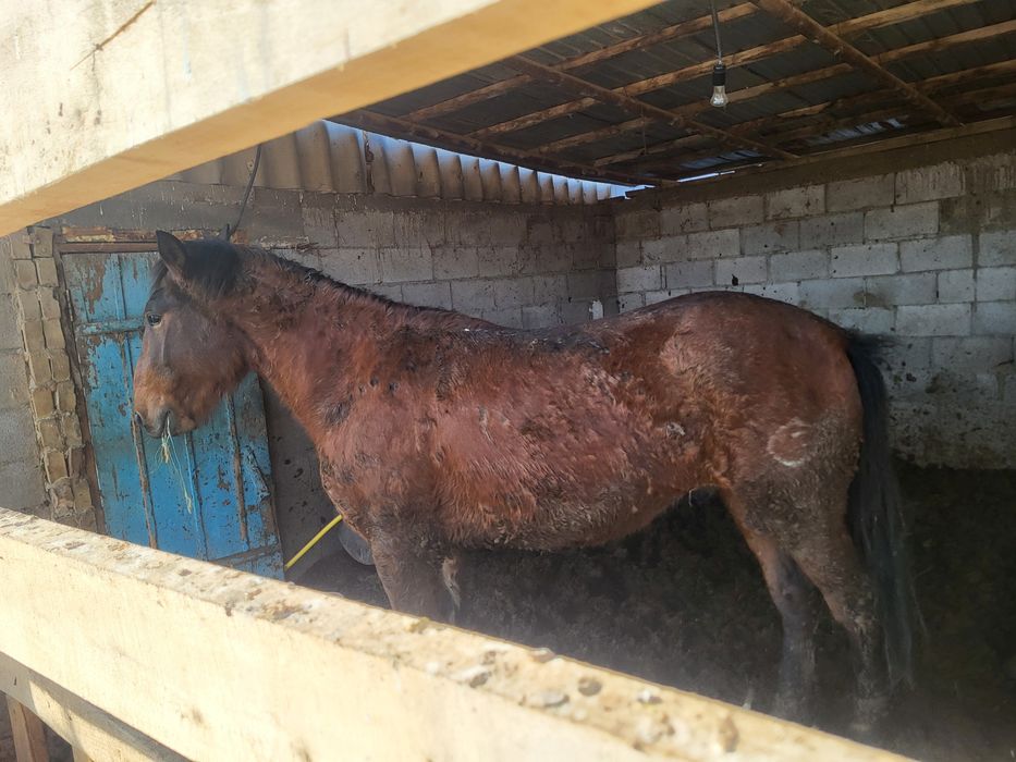 Цена за двухПродам лошадь на откорме