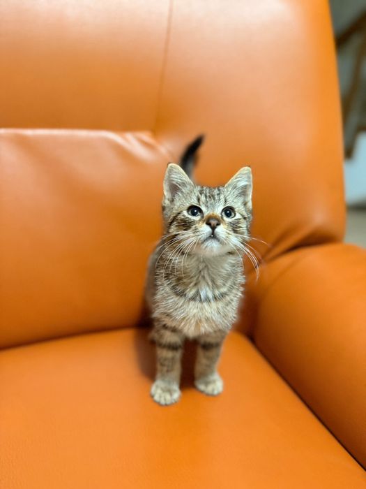 Ofer spre adopție!!!