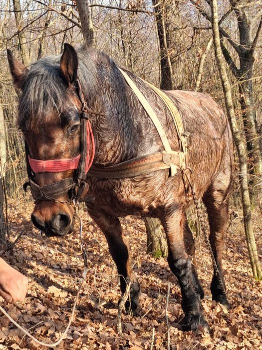 Vând iapa bună de ham