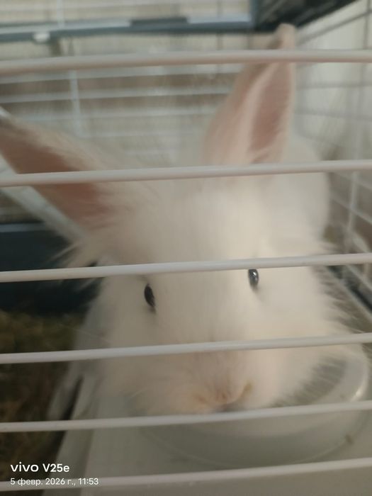 Декоративный кролик - девочка