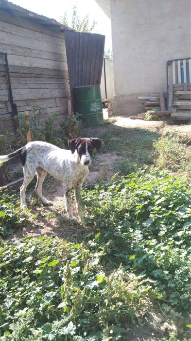 Присраивается охотничья собака (3-4 года)