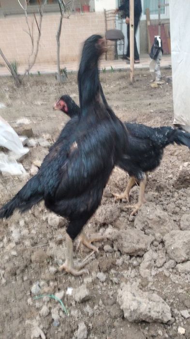 Dakan tovuq sotiladi