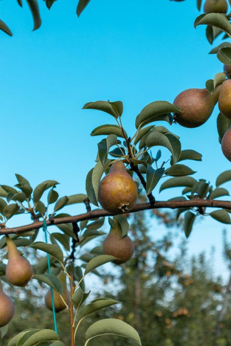 Продава се Земеделски имот в с. Братово, Област Бургас -  кв.м за 9211 €/дка - Снимка #12