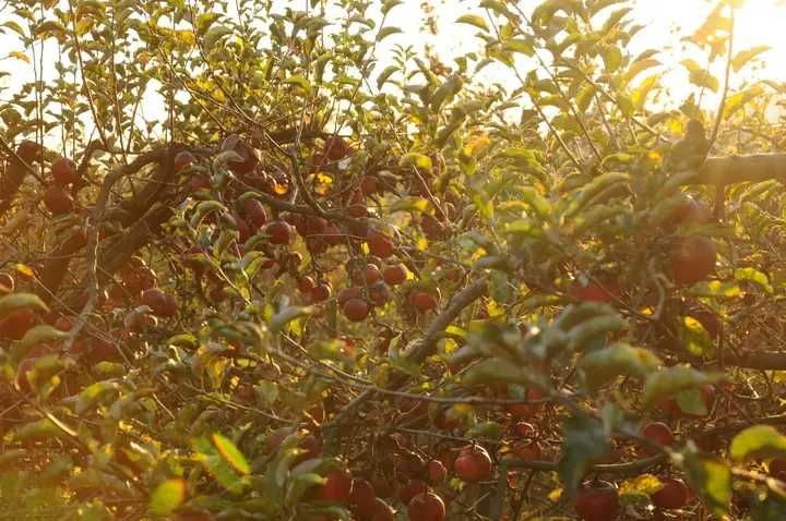 Vând suc de mere bio