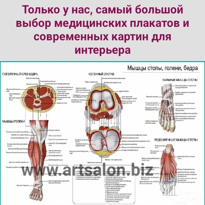 Медицинские плакаты на заказ, большой выбор