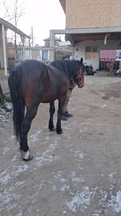 De vânzare armăsar cuminte accept și variante de schimb