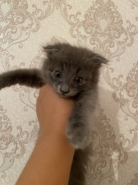 Шотланд мысығы сатылады