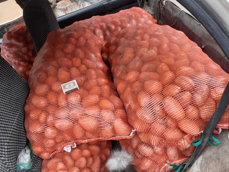 картофель семена