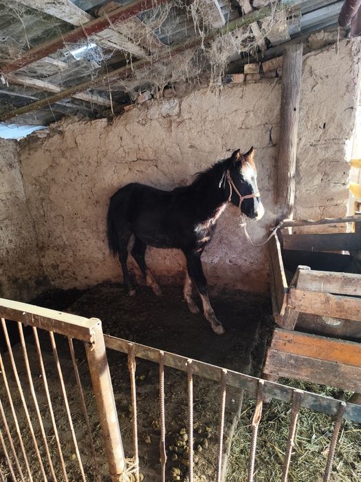 Еркек таи сатылады