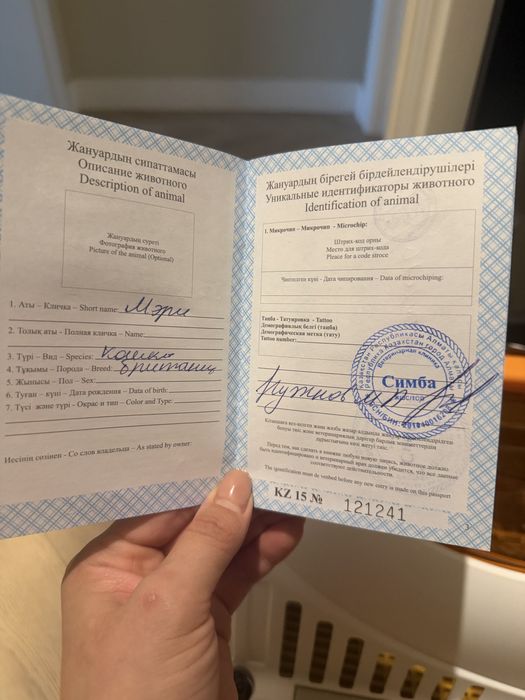 Домашняя кошка, вакцинирована