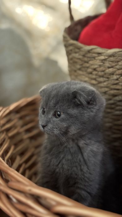 Скотиш фолд мушукча