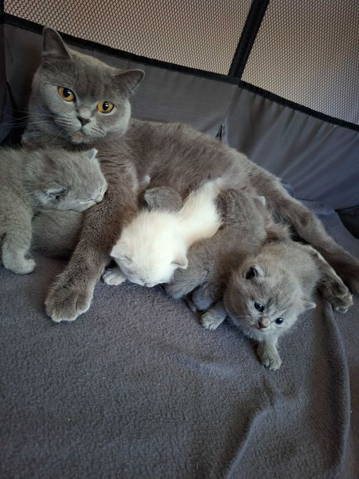 Британски късокосмести