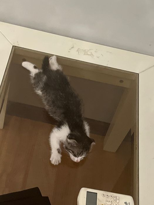 Котёнок 2 месяца