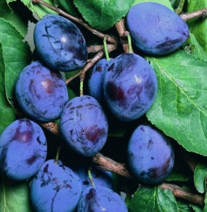 Продам саженцы плодовых деревьев