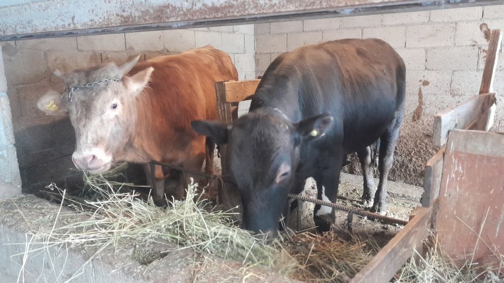 Продам Бычков 3 штук