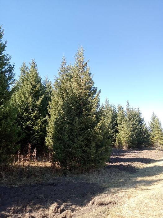 Ёлки, таньшаньские,европейские, сибирские