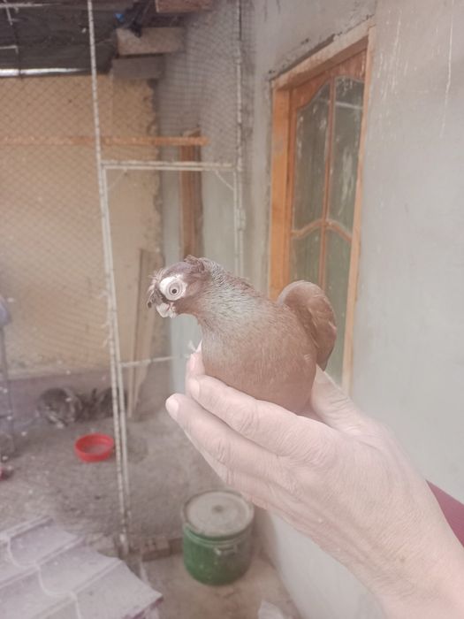 Голуби, Каптар, Кабутар