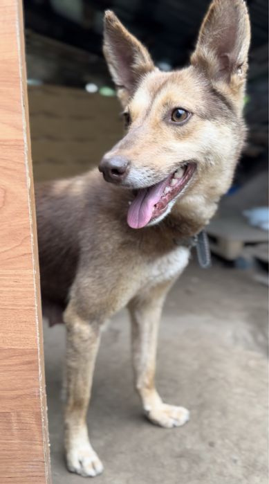 Собака молодая в добрые руки