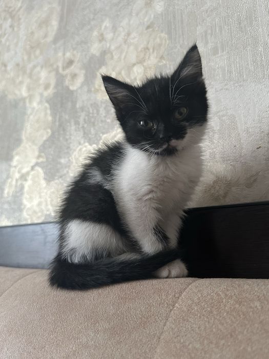 Котенок девочка