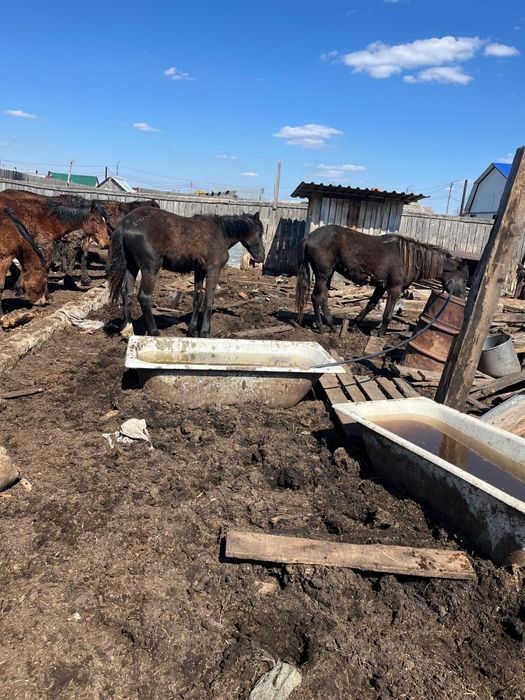 Продам лошадей 500 тыс