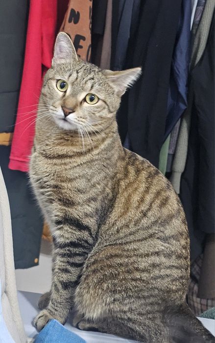 Отдам кошку добрым людям