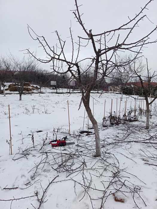 Tuns pomi fructiferi