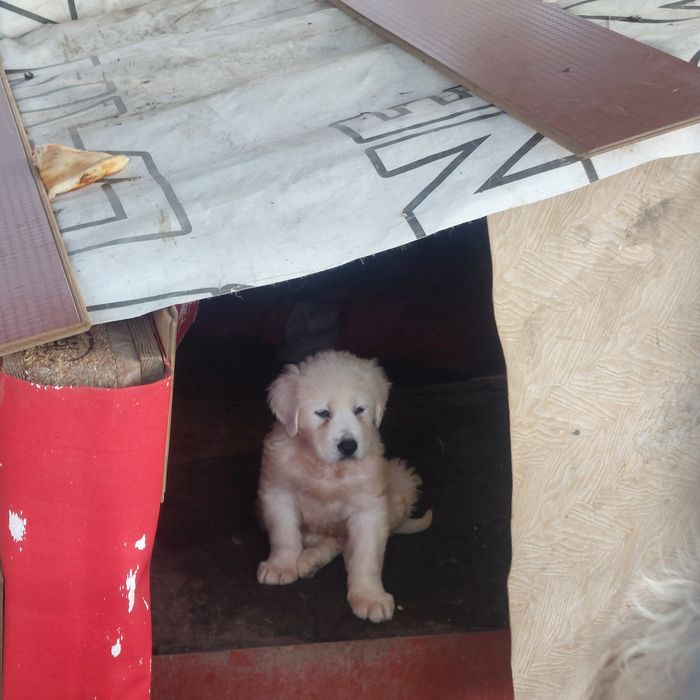 Vând 1 mascul ciobănesc