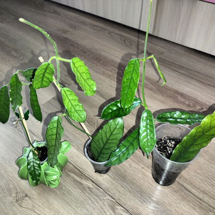 Не прихотливые комнатные растения
