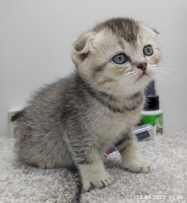 висЛоуХие ПлЮшевыЕ коТята