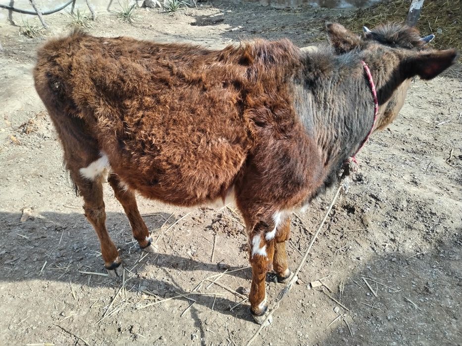 Гуножин йахши йемланган