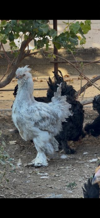 Тройка балапаодар