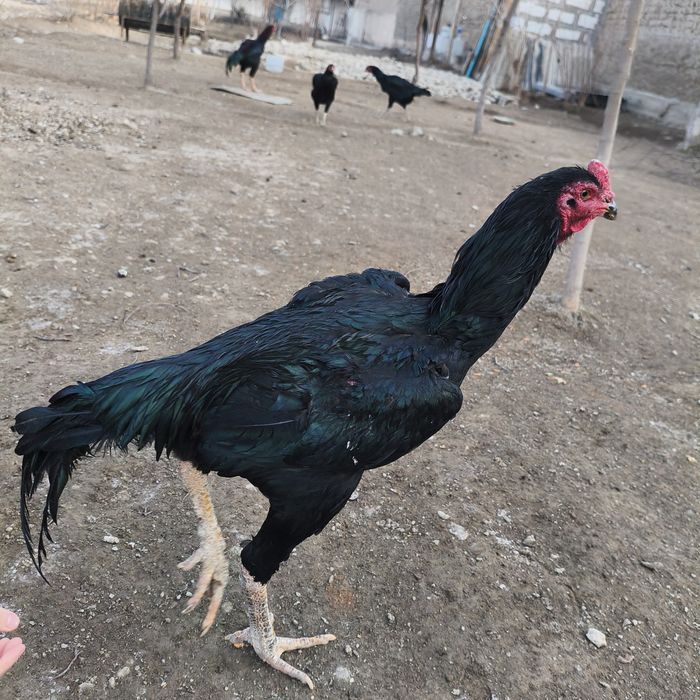 Sara Dakan xo'roz / Zotdor va sog'lom / Bo'yi baland Dakan