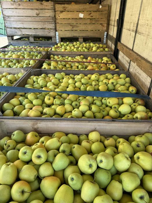 Vand mere Golden,Idared,Red prince