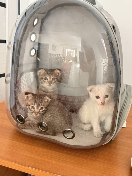 Шотландские котята