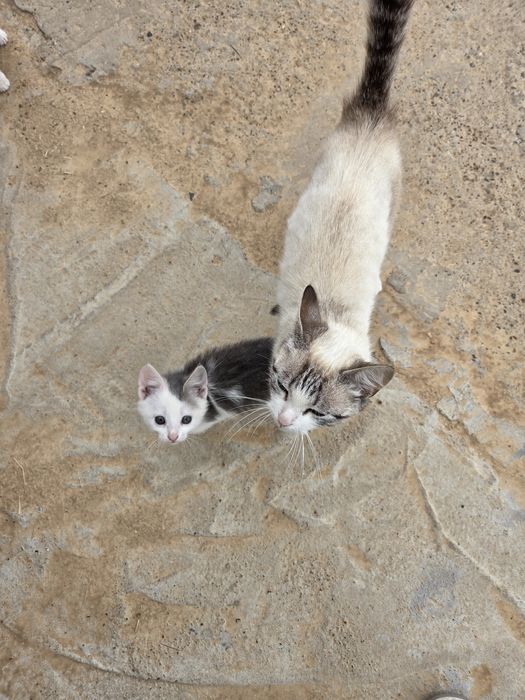 Отдам кошку в добрые руки
