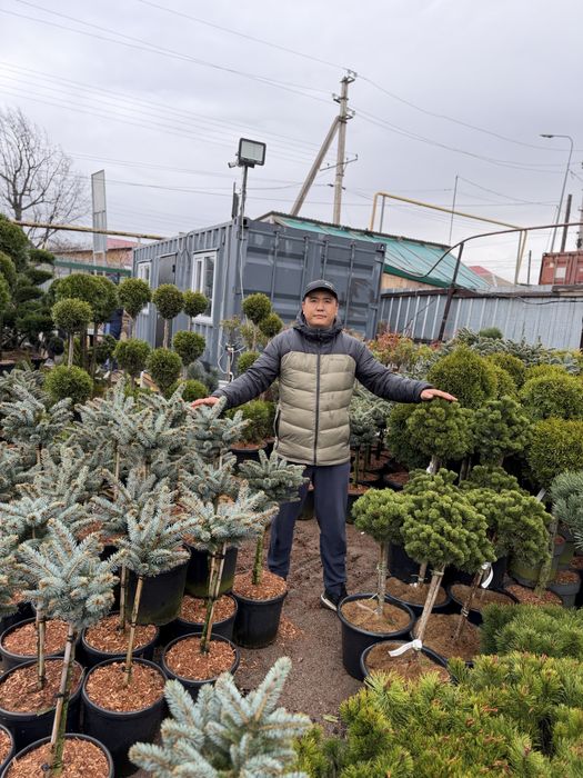 Голубые ели Блю Даймонд Хупси