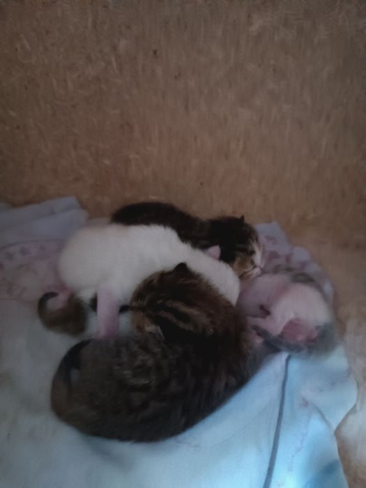 Продаются Котята