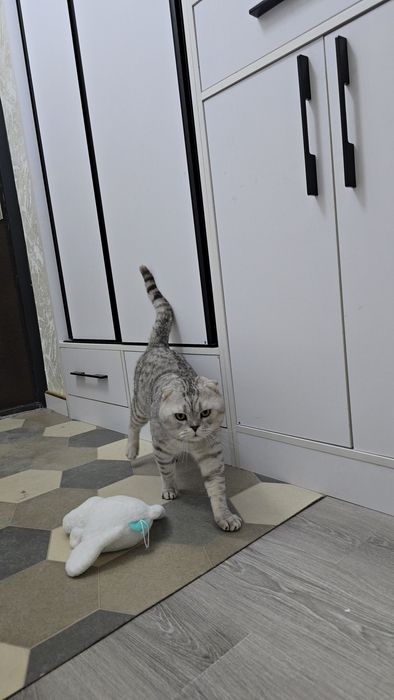 Серебристый тигировий шиншилла мальчик