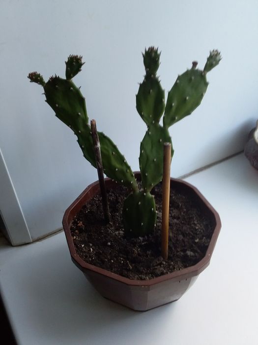 Продам комнатный цветок