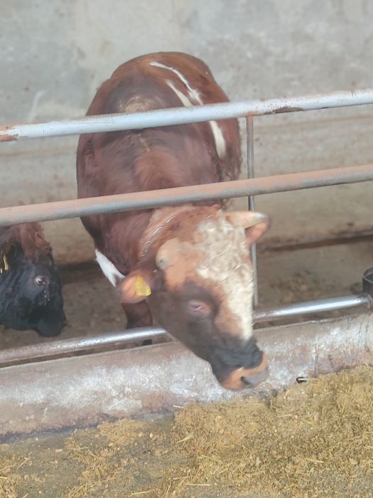 Зоттор букакалар сотилади