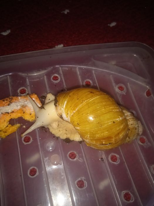 Улиткалар оптом нархда