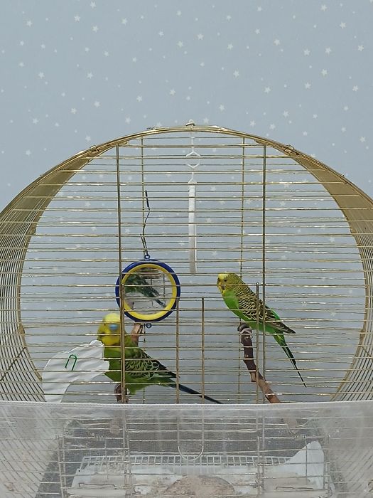 Волнистый папугаи