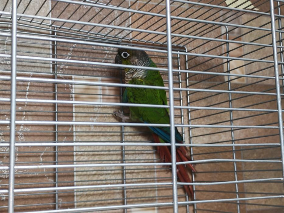 Pereche adulta Conure (Pyrrhura Molinae)