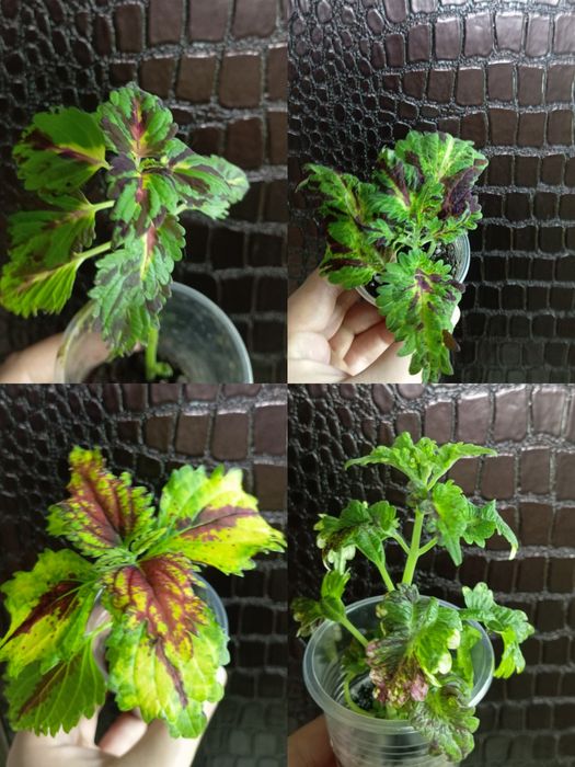 Комнатные растения